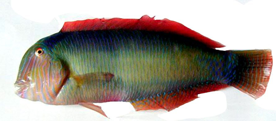 Xyrichtys novacula_00005